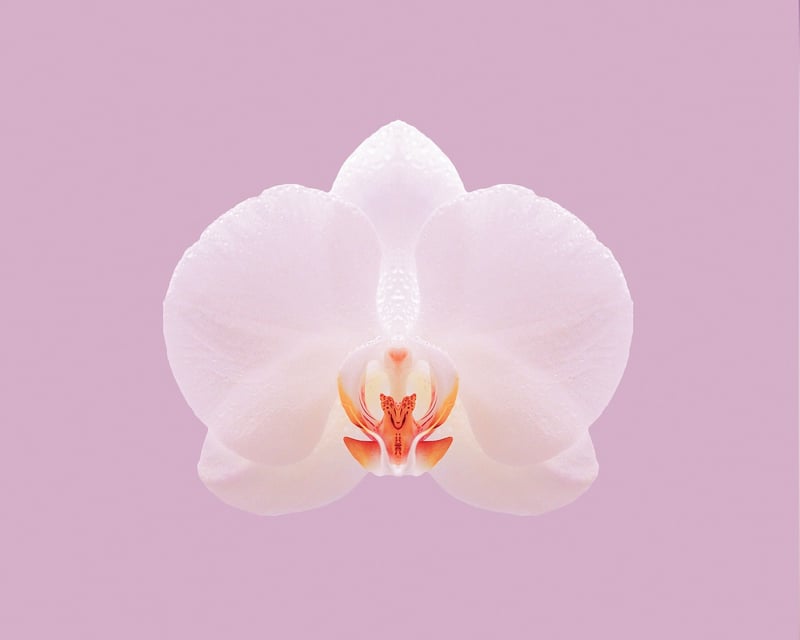 Orchid Bloom