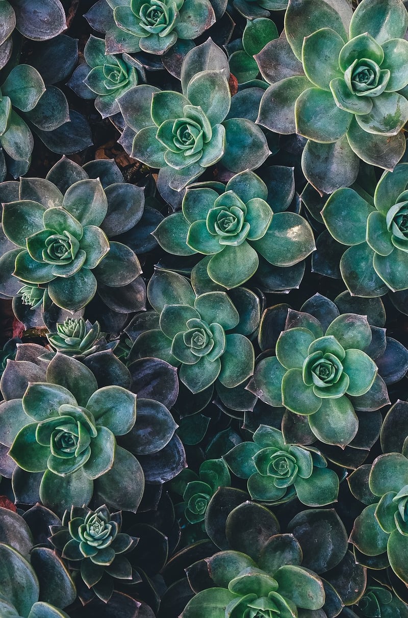 Succulent Plants